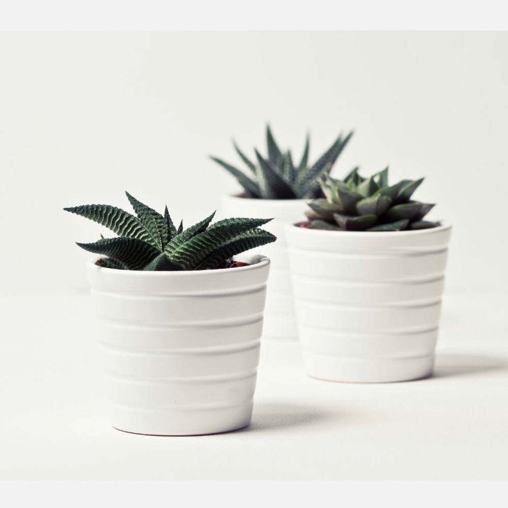 Meet your Posher, Bee